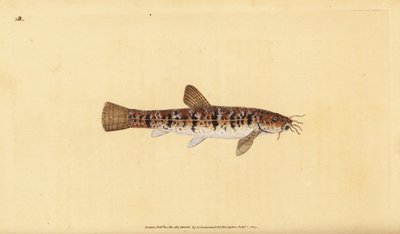 Koza kamienna, Barbatula barbatula (Brodata Loche, Cobitis barbatula). Ręcznie barwiony miedzioryt narysowany i rytowany przez Edwarda Donovana z jego Natural History of British Fishes, Donovan and F.C. i J. Rivington, Londyn autorstwa Edward Donovan