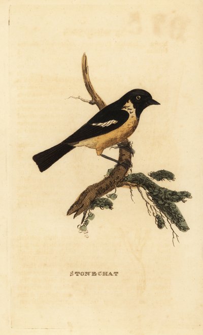 Kamienny, Saxicola rubicola autorstwa Edward Donovan