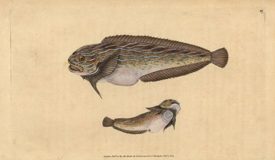 Ślimak morski pasiasty, Liparis liparis liparis (Lumpsucker pospolity, Cyclopterus liparis). Ręcznie barwiony miedzioryt narysowany i rytowany przez Edwarda Donovana z jego Natural History of British Fishes, Donovan and F.C. i J. Rivington, Londyn autorstwa Edward Donovan