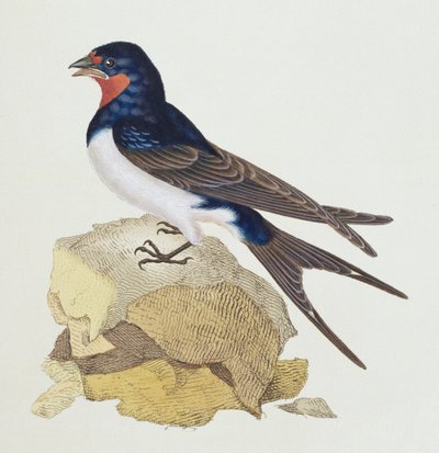 Jaskółka z „Historii ptaków brytyjskich”, 1799 autorstwa Edward Donovan