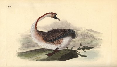 Gęś łabędzi, Anser cygnoides, bezbronna. Ręcznie kolorowany miedzioryt rysowany i grawerowany przez Edwarda Donovana z jego własnej „Historii naturalnej ptaków brytyjskich”, Londyn autorstwa Edward Donovan
