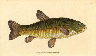 Lin, Tinca tinca (Cyprinus tinca). Ręcznie barwiony miedzioryt narysowany i rytowany przez Edwarda Donovana z jego Natural History of British Fishes, Donovan and F.C. i J. Rivington, Londyn autorstwa Edward Donovan