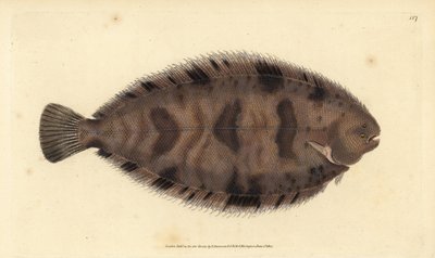Podeszwa z grubym oparciem, Microchirus variegatus (Plauronectes variegatus). Ręcznie barwiony miedzioryt narysowany i rytowany przez Edwarda Donovana z jego Natural History of British Fishes, Donovan and F.C. i J. Rivington, Londyn autorstwa Edward Donovan
