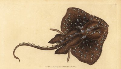 Ciernista łyżwa, Amblyraja radiata (Promień gwiaździsty, Raja radiata). Wrażliwy. Ręcznie barwiony miedzioryt narysowany i rytowany przez Edwarda Donovana z jego Natural History of British Fishes, Donovan and F.C. i J. Rivington, Londyn autorstwa Edward Donovan