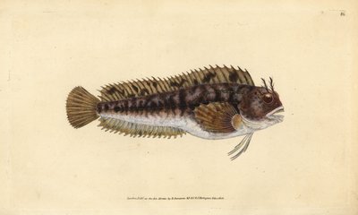 Tompot blenny, Parablennius gattorugine (Gattorugine, Blennius gattorugine). Ręcznie barwiony miedzioryt narysowany i rytowany przez Edwarda Donovana z jego Natural History of British Fishes, Donovan and F.C. i J. Rivington, Londyn autorstwa Edward Donovan