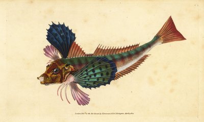 Tub gurnard, Chelidonichthys lucerna (Sappharine gurnard, Trigla hirundo). Ręcznie barwiony miedzioryt narysowany i rytowany przez Edwarda Donovana z jego Natural History of British Fishes, Donovan and F.C. i J. Rivington, Londyn autorstwa Edward Donovan