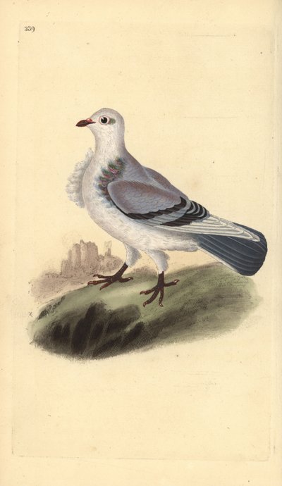 Turbit gołąb, Columba livia domestica var. turbita. Ręcznie kolorowany miedzioryt rysowany i grawerowany przez Edwarda Donovana z jego własnej „Historii naturalnej ptaków brytyjskich”, Londyn autorstwa Edward Donovan
