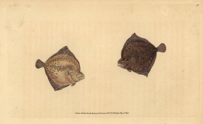 Turbot, Scophthalmus maximus (stornia cyklop, cyklop Pleuronectes). Ręcznie barwiony miedzioryt narysowany i rytowany przez Edwarda Donovana z jego Natural History of British Fishes, Donovan and F.C. i J. Rivington, Londyn autorstwa Edward Donovan