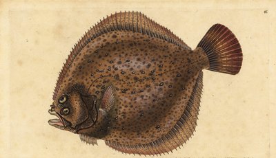 Turbot, Scophthalmus maximus (Pleuronectes maximus). Ręcznie barwiony miedzioryt narysowany i rytowany przez Edwarda Donovana z jego Natural History of British Fishes, Donovan and F.C. i J. Rivington, Londyn autorstwa Edward Donovan