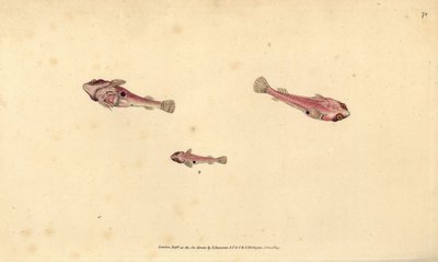 Dwóch plamistych papug, Diplecogaster bimaculata bimaculata (Bimaculated przyssawka, Cyclopterus bimaculatus). Ręcznie barwiony miedzioryt narysowany i rytowany przez Edwarda Donovana z jego Natural History of British Fishes, Donovan and F.C. i J. Rivingto autorstwa Edward Donovan