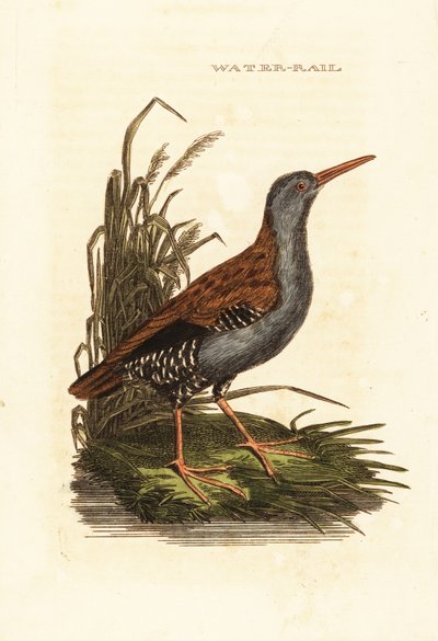 Szyna wodna, Rallus aquaticus autorstwa Edward Donovan