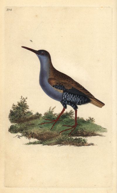 Szyna wodna, Rallus aquaticus. Ręcznie barwiony miedzioryt rysowany i grawerowany przez Edwarda Donovana z jego własnej „Historii naturalnej ptaków brytyjskich”, Londyn autorstwa Edward Donovan