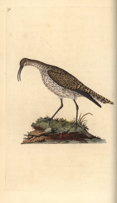 Whimbrel, Numenius phaeopus. Ręcznie barwiony miedzioryt rysowany i grawerowany przez Edwarda Donovana z jego własnej „Historii naturalnej ptaków brytyjskich”, Londyn autorstwa Edward Donovan