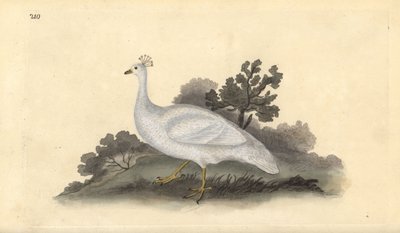 Groch białoczuby (samica), Pavo cristatus. Ręcznie kolorowany miedzioryt rysowany i grawerowany przez Edwarda Donovana z jego własnej „Historii naturalnej ptaków brytyjskich”, Londyn autorstwa Edward Donovan