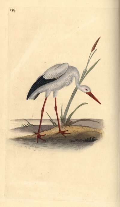 Bocian biały, Ciconia ciconia. Ręcznie kolorowany miedzioryt rysowany i grawerowany przez Edwarda Donovana z jego własnej „Historii naturalnej ptaków brytyjskich”, Londyn autorstwa Edward Donovan