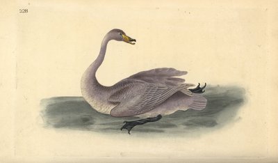 Dziki łabędź (niedojrzały), Cygnus cygnus, z upierzeniem przechodzącym w białe. Ręcznie barwiony miedzioryt rysowany i grawerowany przez Edwarda Donovana z jego własnej „Historii naturalnej ptaków brytyjskich”, Londyn autorstwa Edward Donovan