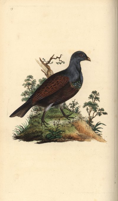 Cietrzew, Tetrao urogallus. Ręcznie barwiony miedzioryt rysowany i grawerowany przez Edwarda Donovana z jego własnej „Historii naturalnej ptaków brytyjskich”, Londyn autorstwa Edward Donovan
