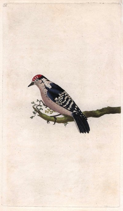 Dzięcioł. Dendrocopos minor (Picus minor). Miedzioryt autorstwa Edwarda Donovana (1768-1837), opublikowany w Natural History of British Birds, Londyn autorstwa Edward Donovan