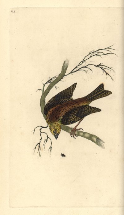Yellowhammer, Emberiza citrinella. Ręcznie kolorowany miedzioryt rysowany i grawerowany przez Edwarda Donovana z jego własnej „Historii naturalnej ptaków brytyjskich”, Londyn autorstwa Edward Donovan