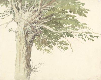 Studium ogładzonego drzewa - wierzby autorstwa Edward Duncan