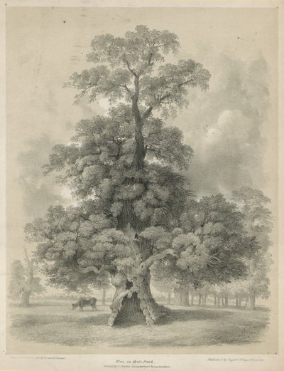 Wiąz w Hyde Parku, Londyn autorstwa Edward Hassell