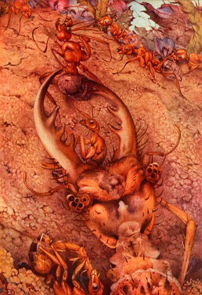 Lew Mrówka, 1914. USUŃ - autor prawa autorskiego autorstwa Edward Julius Detmold