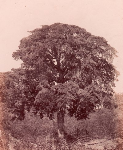 studium drzewa, 1850-53. autorstwa Edward King Tenison