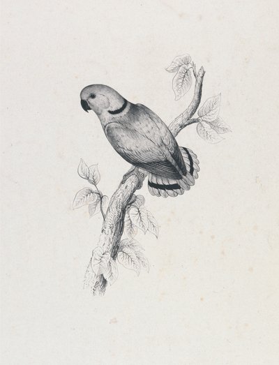 (Papuga Swinderna) (ilustracja 42) autorstwa Edward Lear