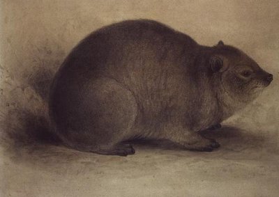 Góralek skalny autorstwa Edward Lear