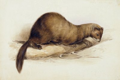 Łasica autorstwa Edward Lear