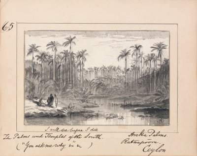 Areca Palms, Ratnapura, Cejlon – „Zobaczę zanim umrę Palmy i Świątynie Południa” autorstwa Edward Lear
