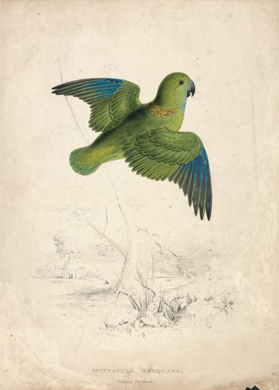 Papuga obrożna (ilustracja 40) autorstwa Edward Lear