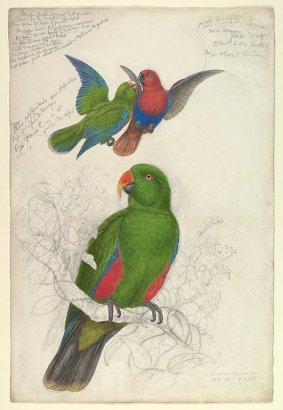 Eclipse Dewy Polychloros autorstwa Edward Lear