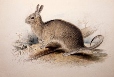 Lagotis cuvieri, 1833 autorstwa Edward Lear
