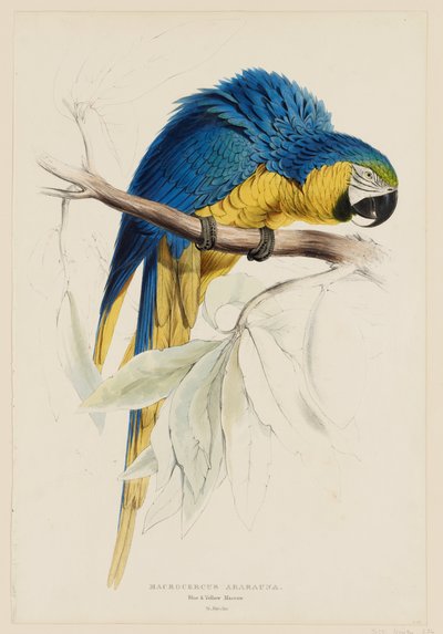 Macrocercus ararauna.  Ara niebiesko-żółta. autorstwa Edward Lear