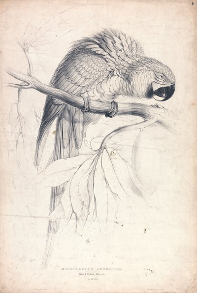 Macrocerus Ararauna / Ara niebiesko-żółta / 2/3 naturalnej wielkości (ilustracja 8) autorstwa Edward Lear