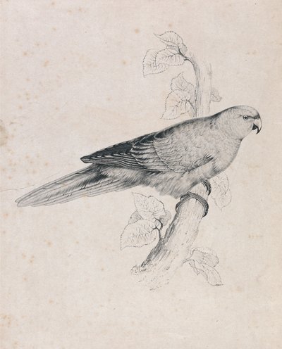 Papuga pacyficzna (ilustracja 26) autorstwa Edward Lear
