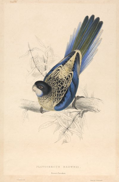 Platycercus Brownii / Brown