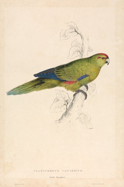 Platycercus Pacificus / Papuga pacyficzna (ilustracja 26) autorstwa Edward Lear