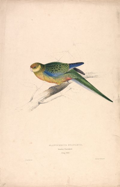 Platycercus Stanley II / papuga Stanley (młody samiec) (ilustracja 24) autorstwa Edward Lear