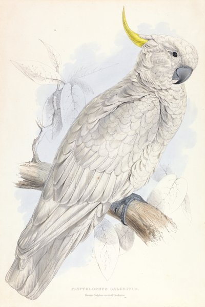 Plyctolophus Galeritus. Kakadu siarkowo-czubata. autorstwa Edward Lear