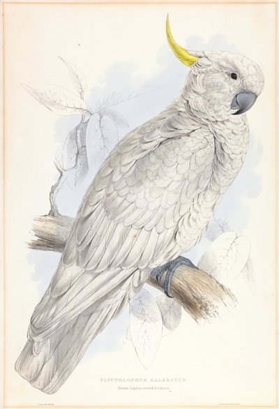 Plyctolophus Galeritus. Kakadu siarkowo-czubata. autorstwa Edward Lear
