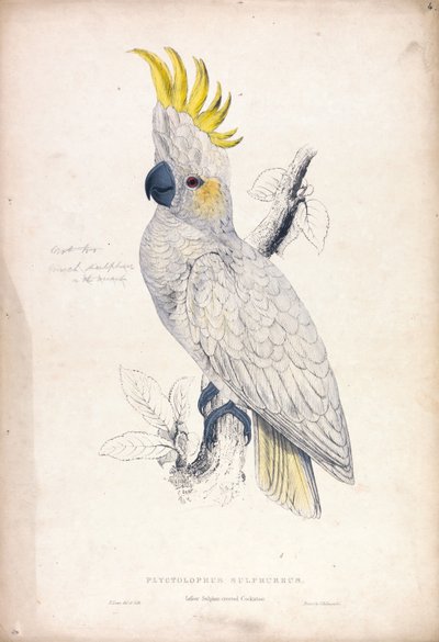 Plyctolophus sulphureus / Kakadu mały z czubkiem siarkowym (ilustracja 4) autorstwa Edward Lear