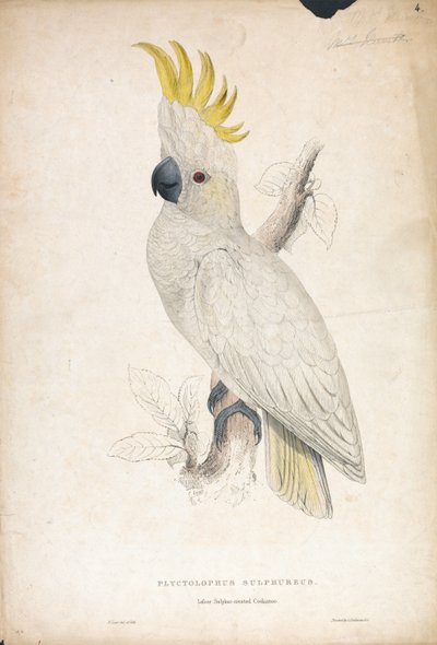 Plyctophus sulphureus / Kakadu mały z czubkiem siarkowym (ilustracja 4) autorstwa Edward Lear