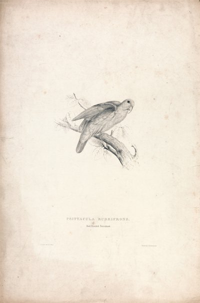 Psittacula rubrifrons / papuga czerwonoczelna (ilustracja 41) autorstwa Edward Lear