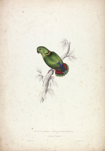 Psittacula swinderniana. Papuga Swinderna autorstwa Edward Lear
