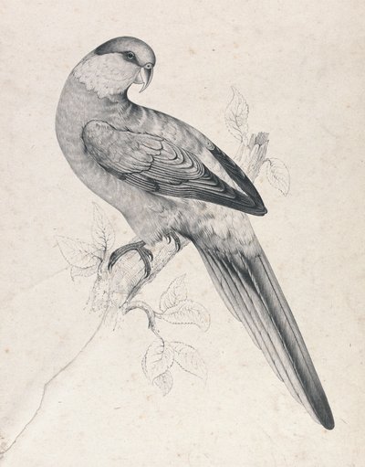 Papuga czerwonogłowa, samiec (ilustracja 21) autorstwa Edward Lear