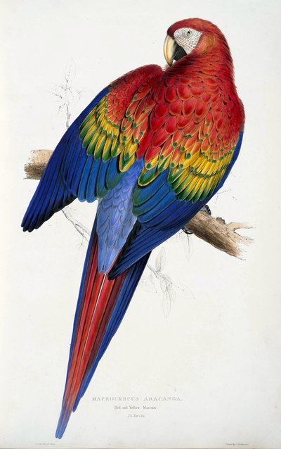 Czerwona i żółta ara (Macrocercus aracanga), z Illustrations of the Family of Psittacida lub Parrots, wyd. 1832 (kolorowy grawerunek) autorstwa Edward Lear
