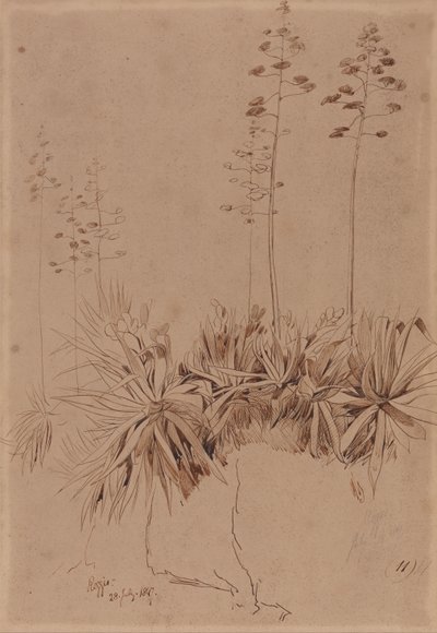 Reggio autorstwa Edward Lear