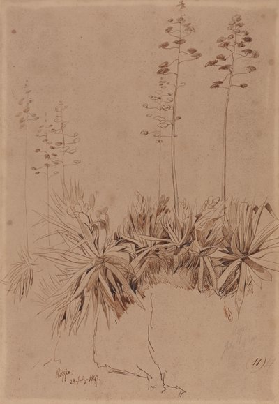 Reggio autorstwa Edward Lear